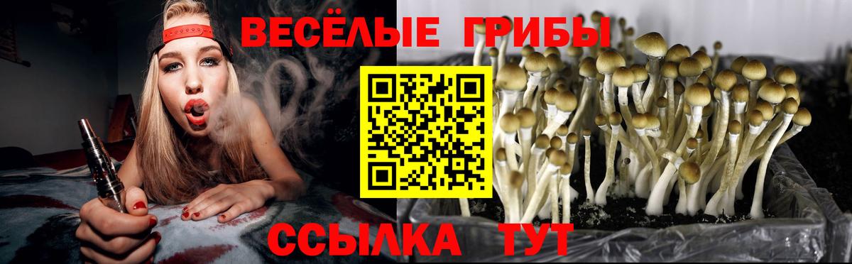 Псилоцибиновые грибы Psilocybe Гусиноозёрск